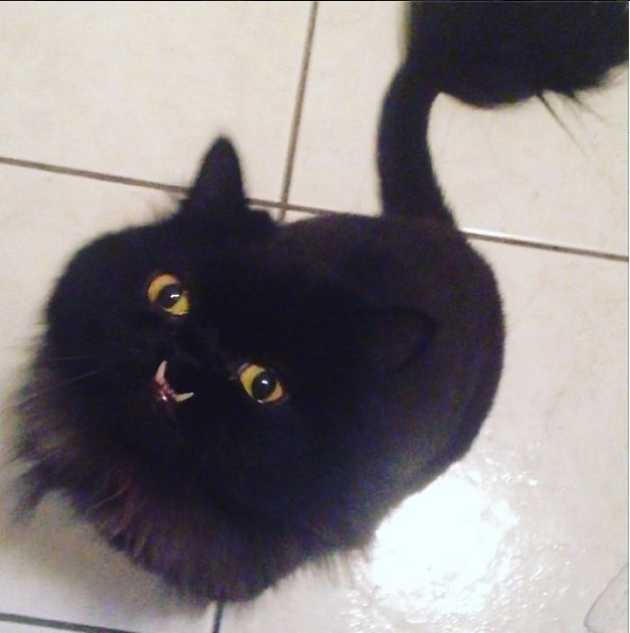 114 Of The Most Famous Cats On The Internet