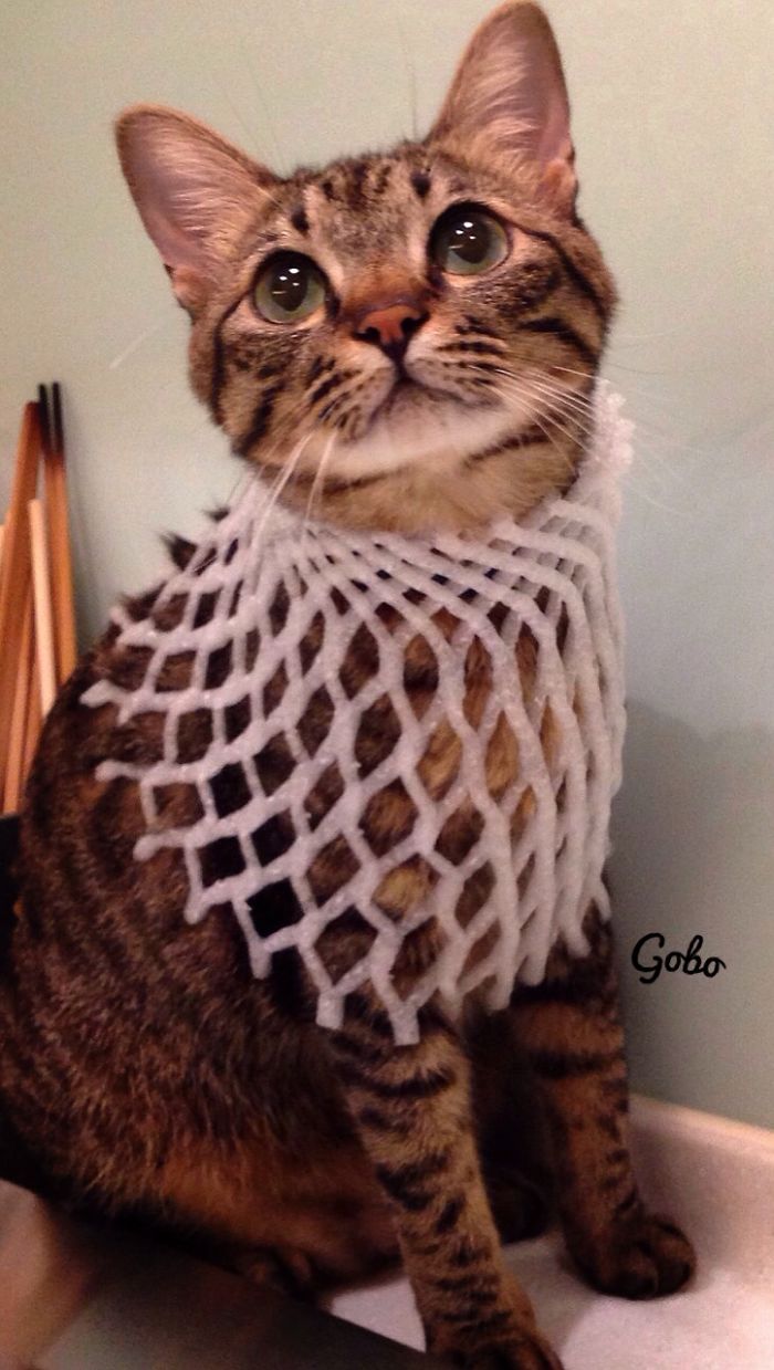 114 Of The Most Famous Cats On The Internet