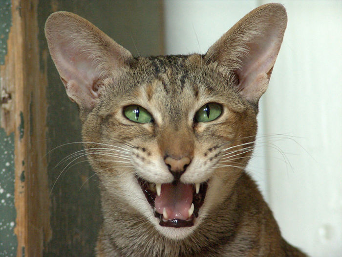 114 Of The Most Famous Cats On The Internet