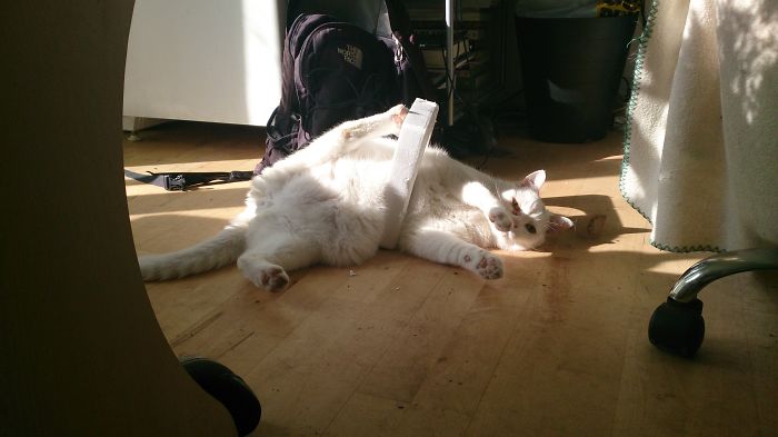 114 Of The Most Famous Cats On The Internet