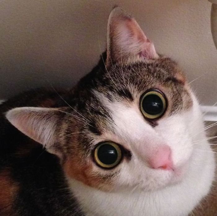 114 Of The Most Famous Cats On The Internet