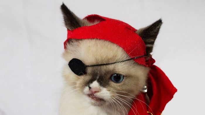 114 Of The Most Famous Cats On The Internet