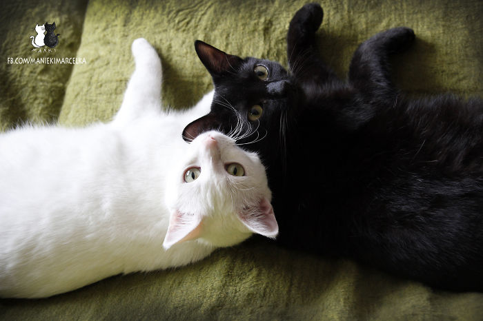 114 Of The Most Famous Cats On The Internet