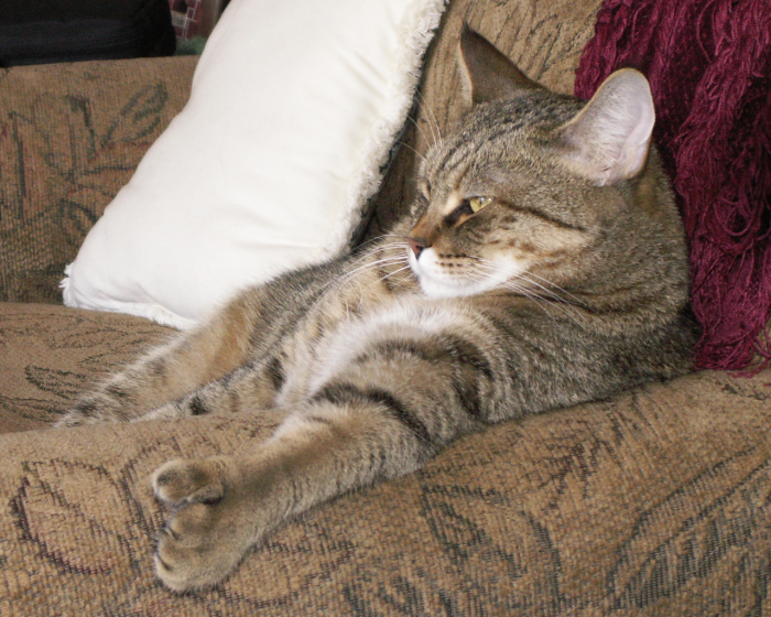 114 Of The Most Famous Cats On The Internet