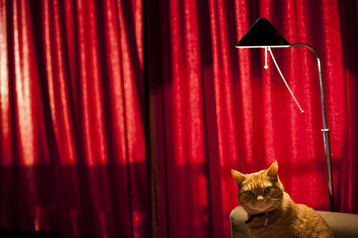 114 Of The Most Famous Cats On The Internet