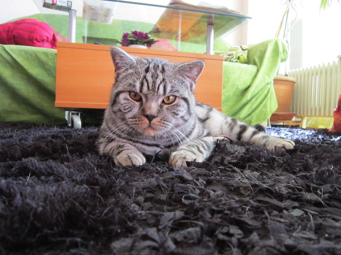 114 Of The Most Famous Cats On The Internet