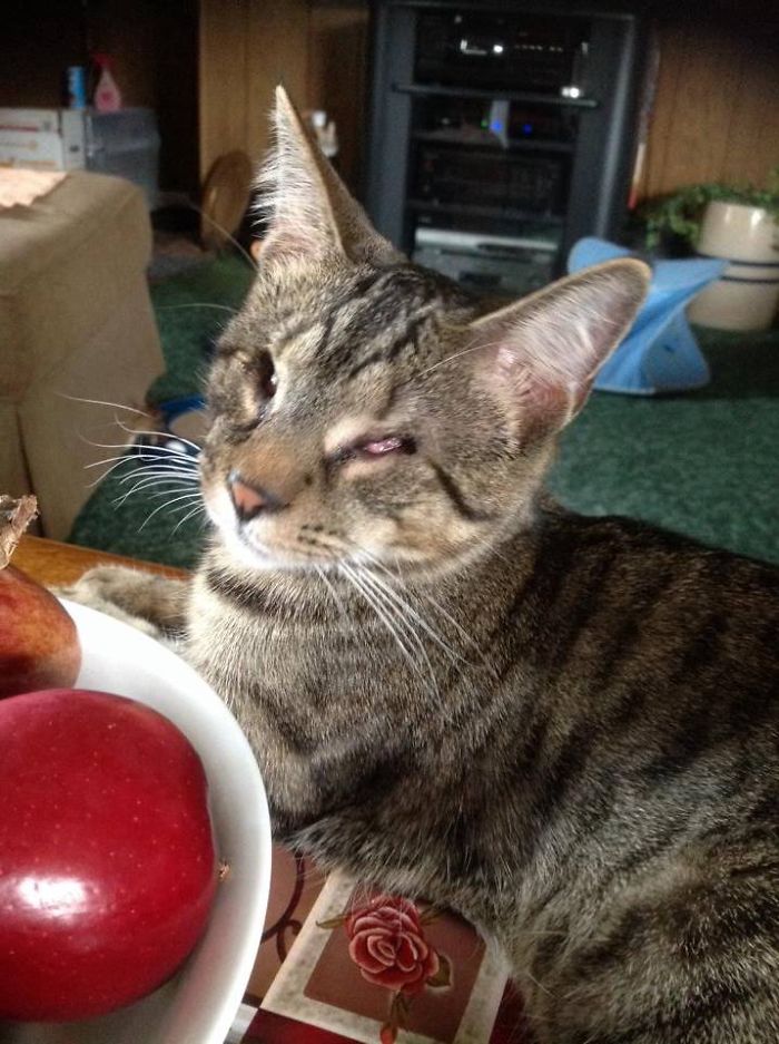 114 Of The Most Famous Cats On The Internet