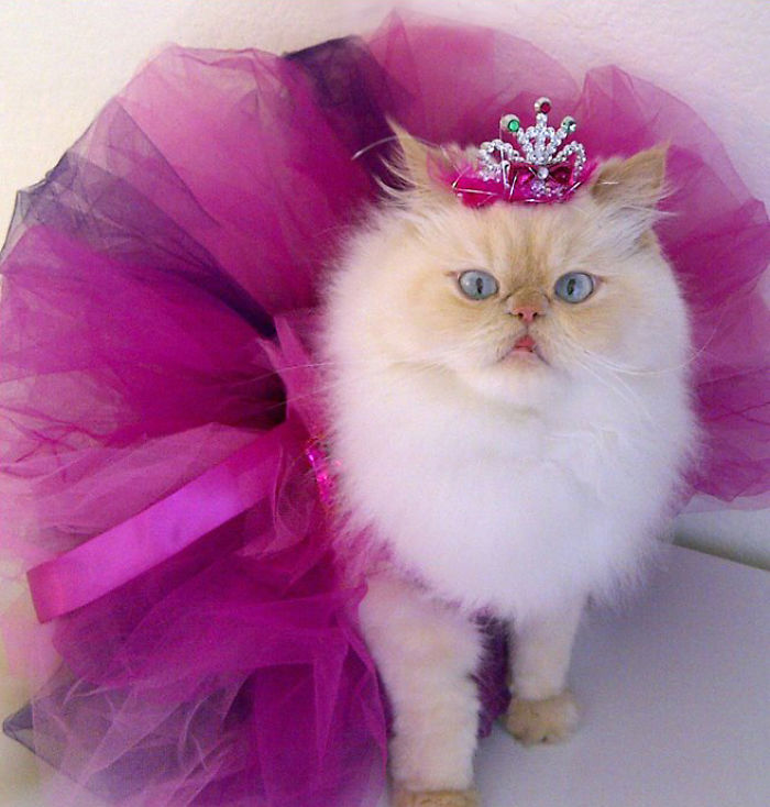 114 Of The Most Famous Cats On The Internet