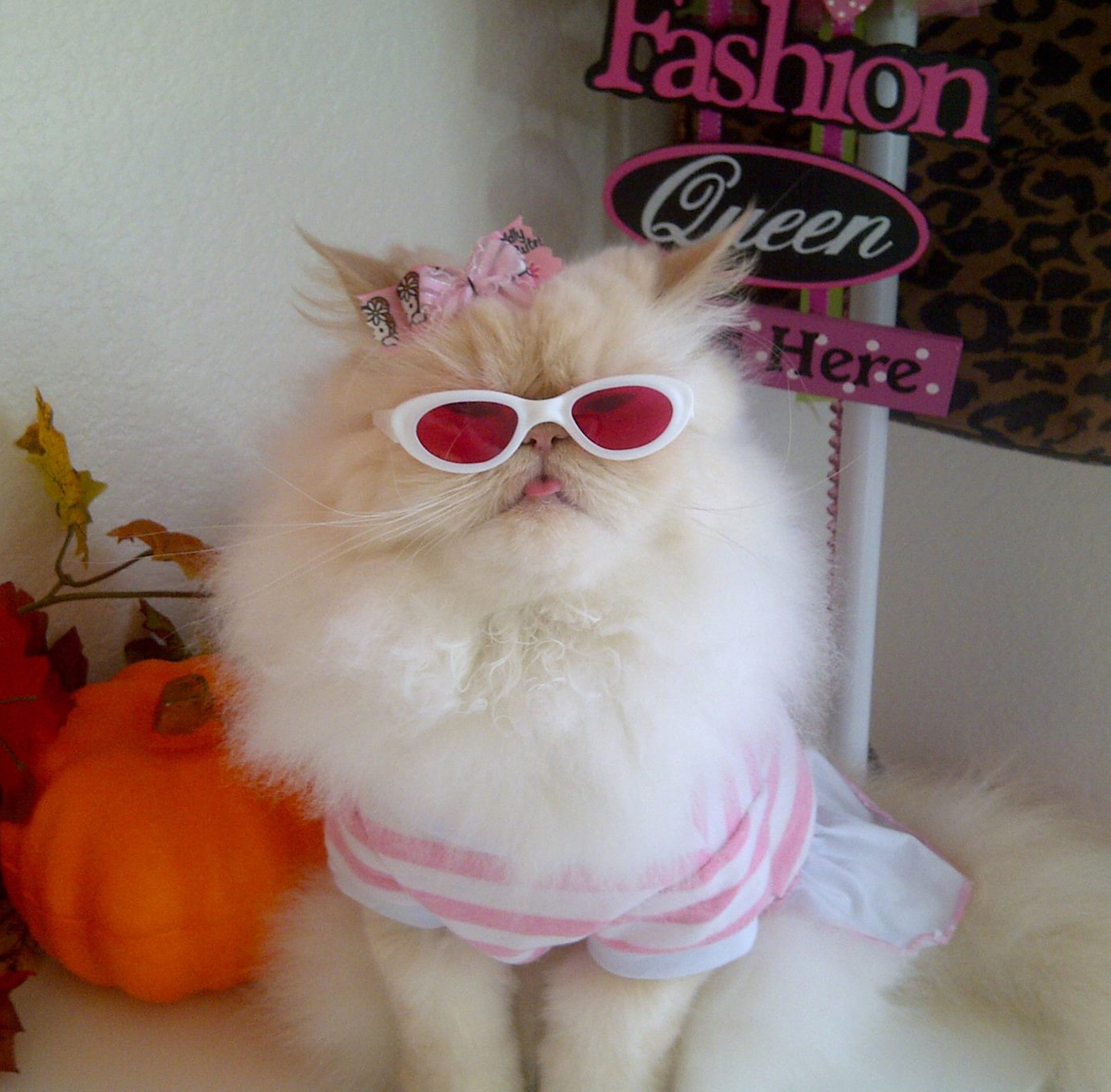 114 Of The Most Famous Cats On The Internet