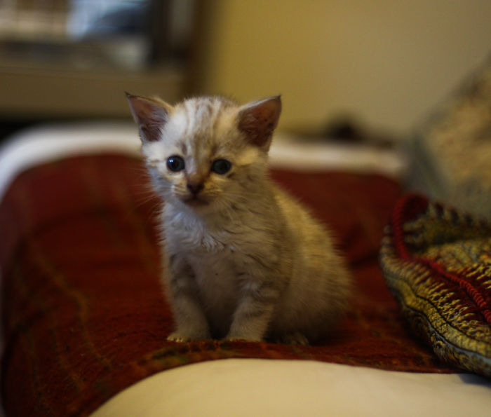 114 Of The Most Famous Cats On The Internet