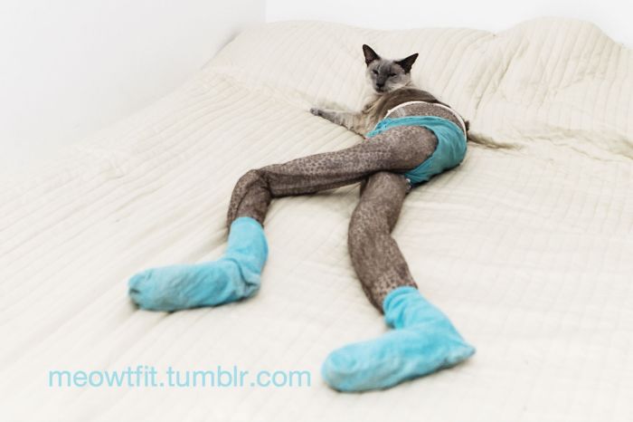 114 Of The Most Famous Cats On The Internet