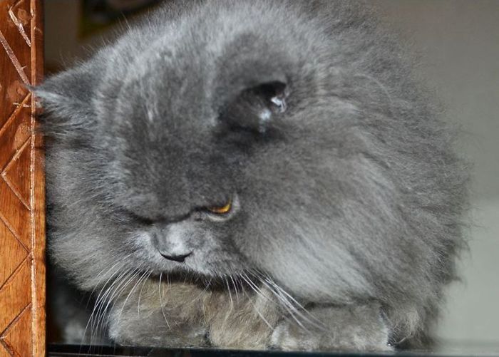 114 Of The Most Famous Cats On The Internet