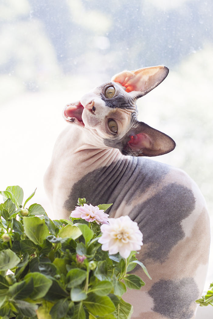 114 Of The Most Famous Cats On The Internet