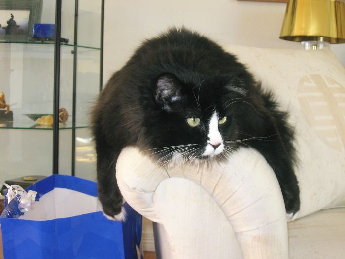 114 Of The Most Famous Cats On The Internet