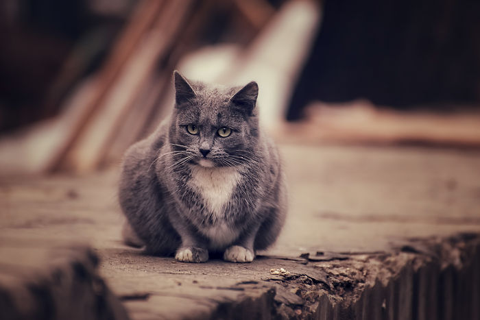 114 Of The Most Famous Cats On The Internet