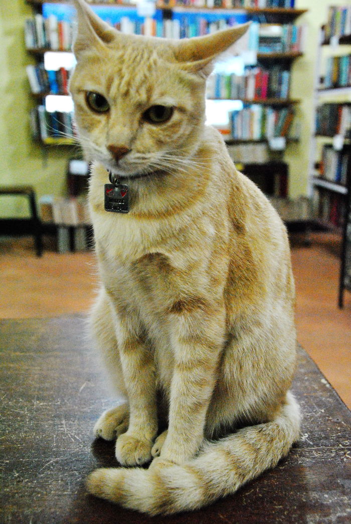 114 Of The Most Famous Cats On The Internet