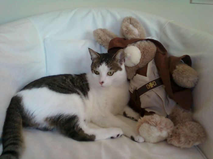 114 Of The Most Famous Cats On The Internet