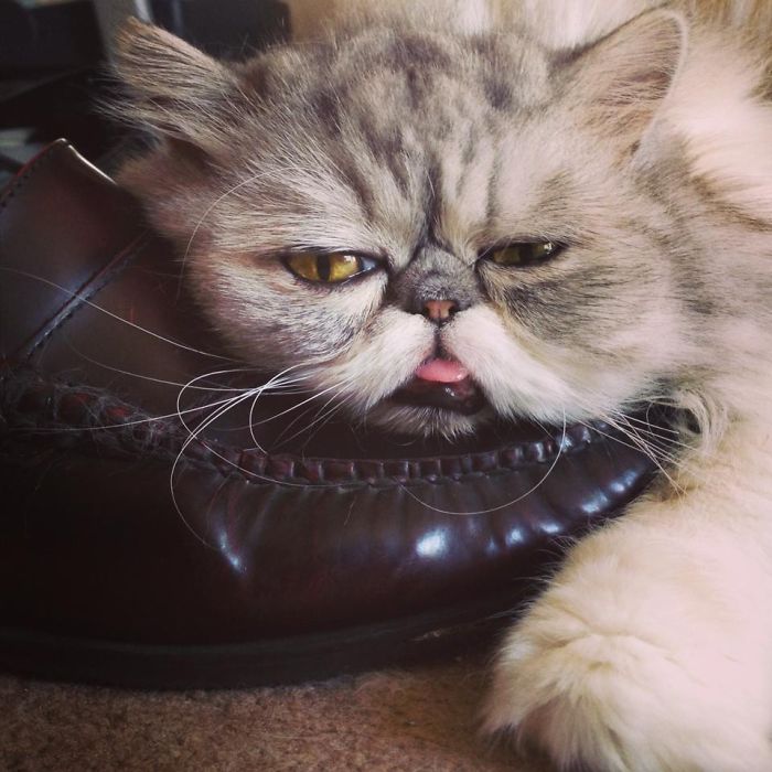 114 Of The Most Famous Cats On The Internet