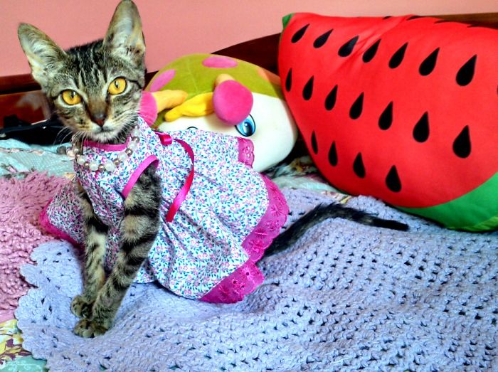 114 Of The Most Famous Cats On The Internet