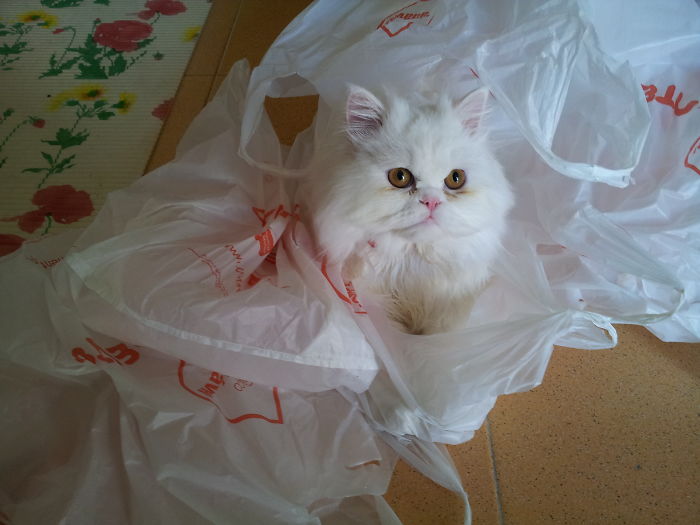 114 Of The Most Famous Cats On The Internet