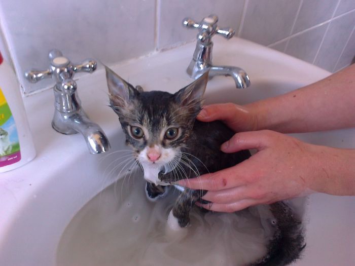 114 Of The Most Famous Cats On The Internet