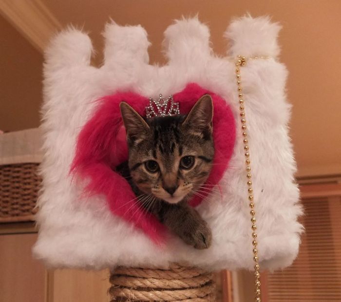 114 Of The Most Famous Cats On The Internet