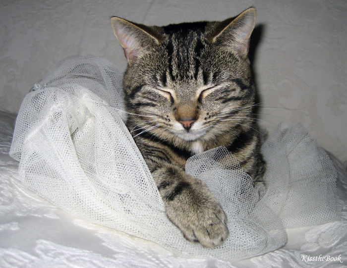 114 Of The Most Famous Cats On The Internet
