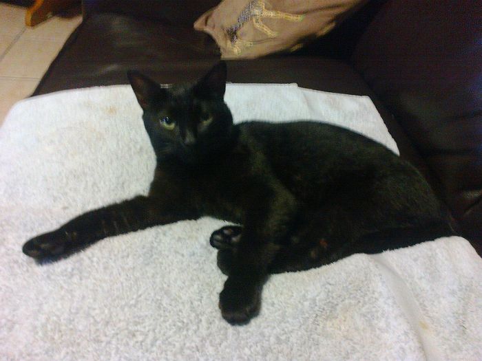 114 Of The Most Famous Cats On The Internet