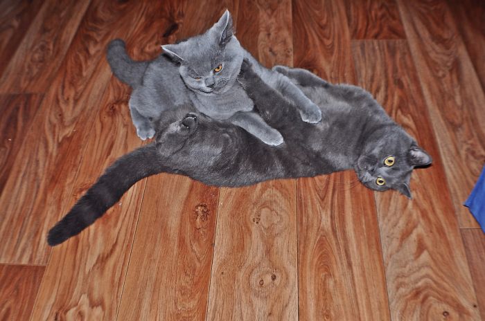 114 Of The Most Famous Cats On The Internet