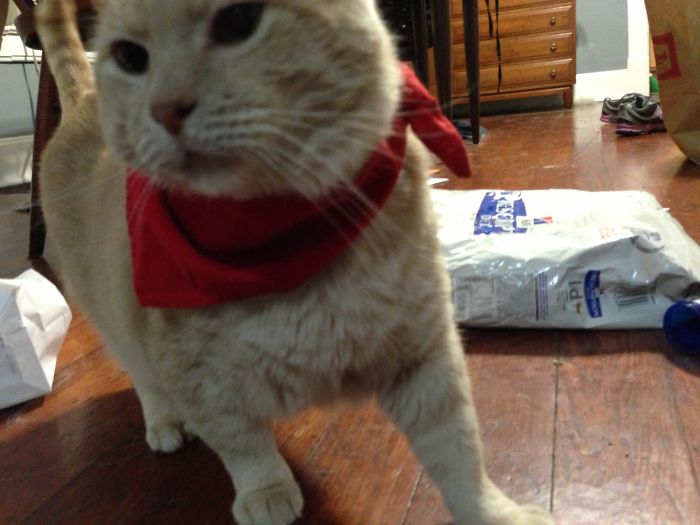 114 Of The Most Famous Cats On The Internet
