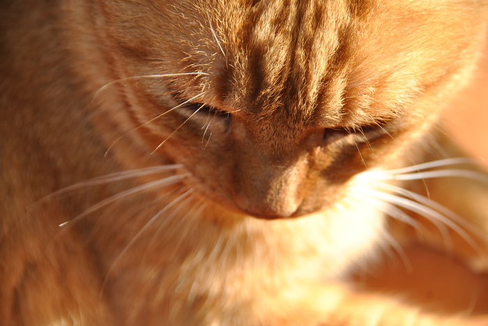 114 Of The Most Famous Cats On The Internet