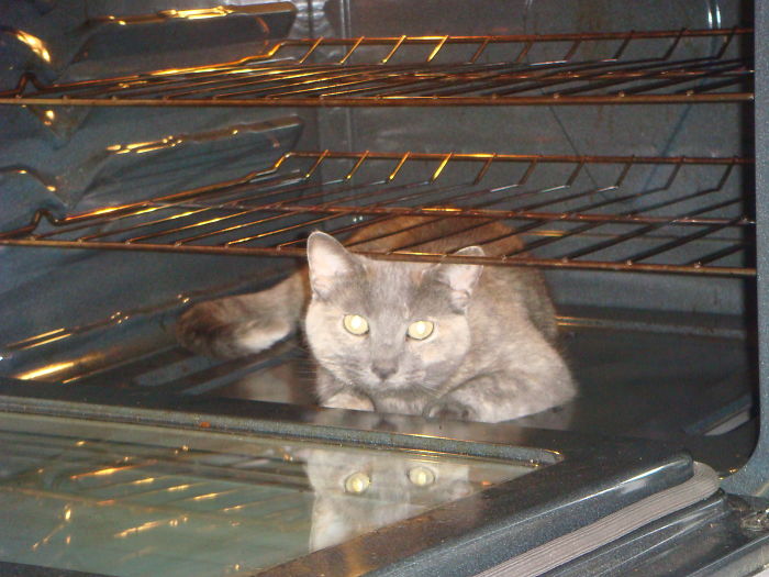 114 Of The Most Famous Cats On The Internet