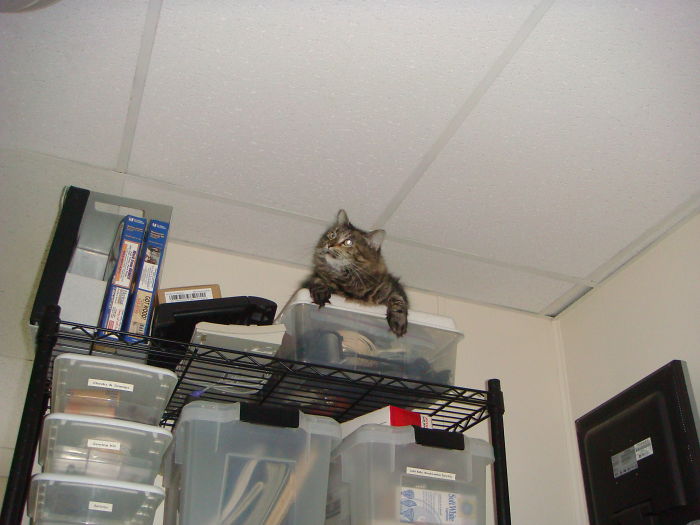 114 Of The Most Famous Cats On The Internet