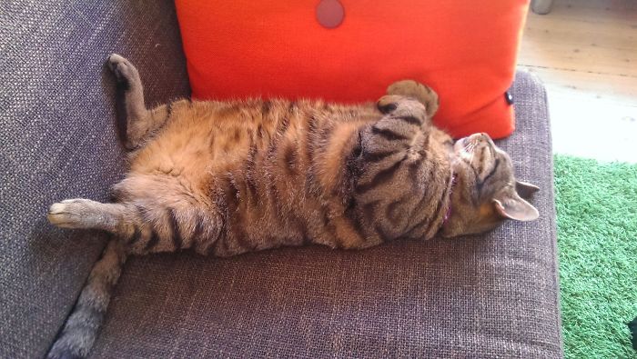 114 Of The Most Famous Cats On The Internet