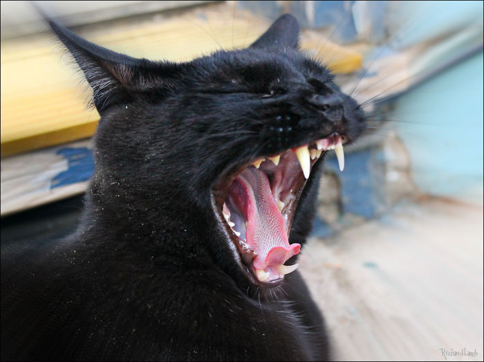114 Of The Most Famous Cats On The Internet