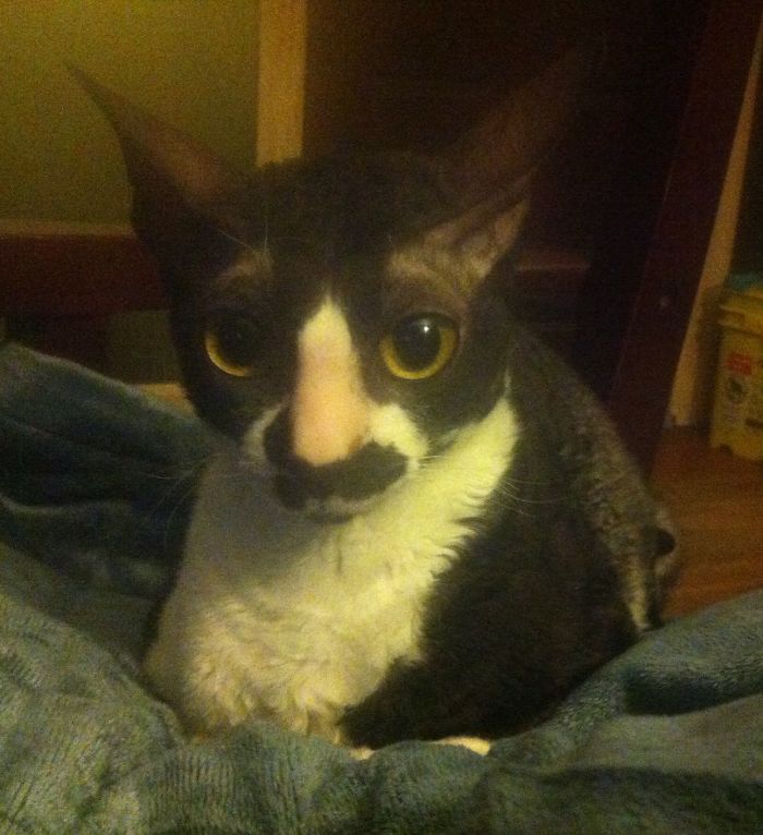 114 Of The Most Famous Cats On The Internet