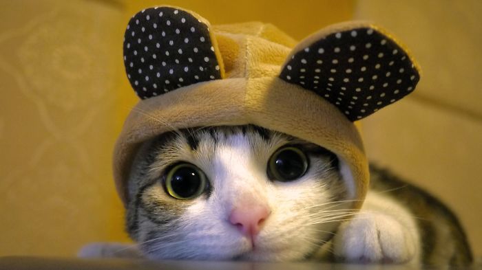 114 Of The Most Famous Cats On The Internet