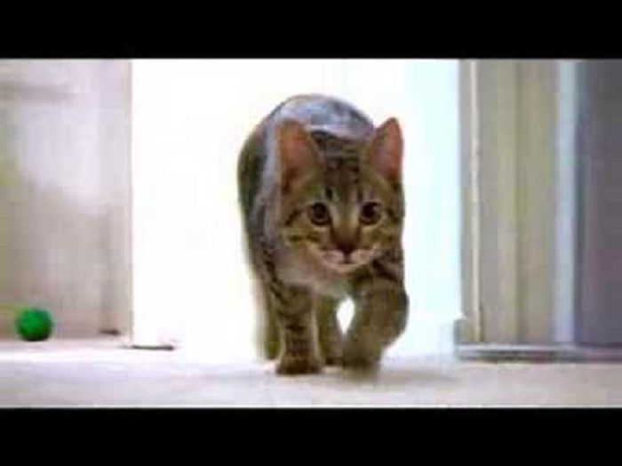 114 Of The Most Famous Cats On The Internet