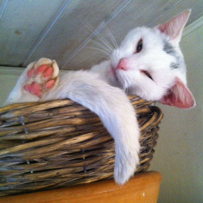 114 Of The Most Famous Cats On The Internet