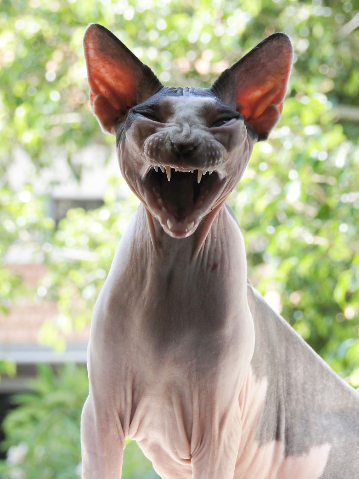 114 Of The Most Famous Cats On The Internet