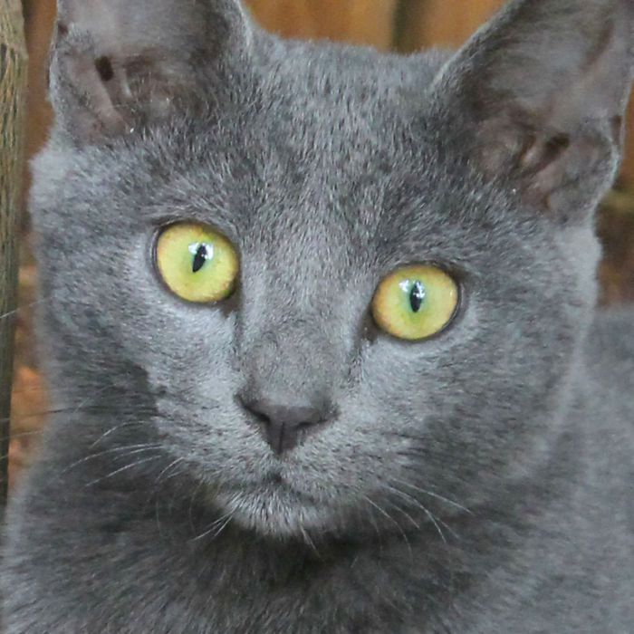 114 Of The Most Famous Cats On The Internet