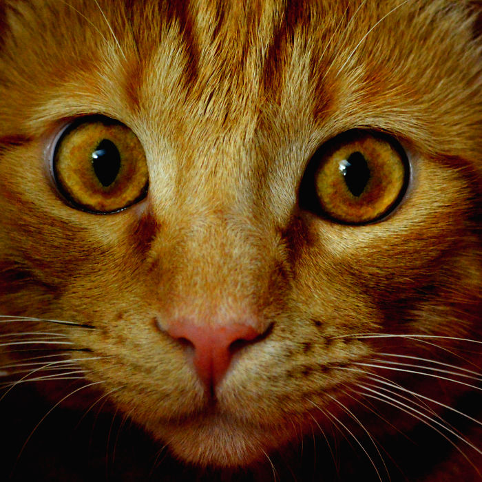 114 Of The Most Famous Cats On The Internet