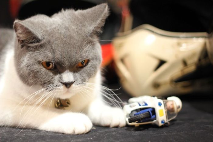 114 Of The Most Famous Cats On The Internet