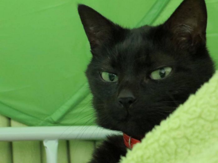 114 Of The Most Famous Cats On The Internet