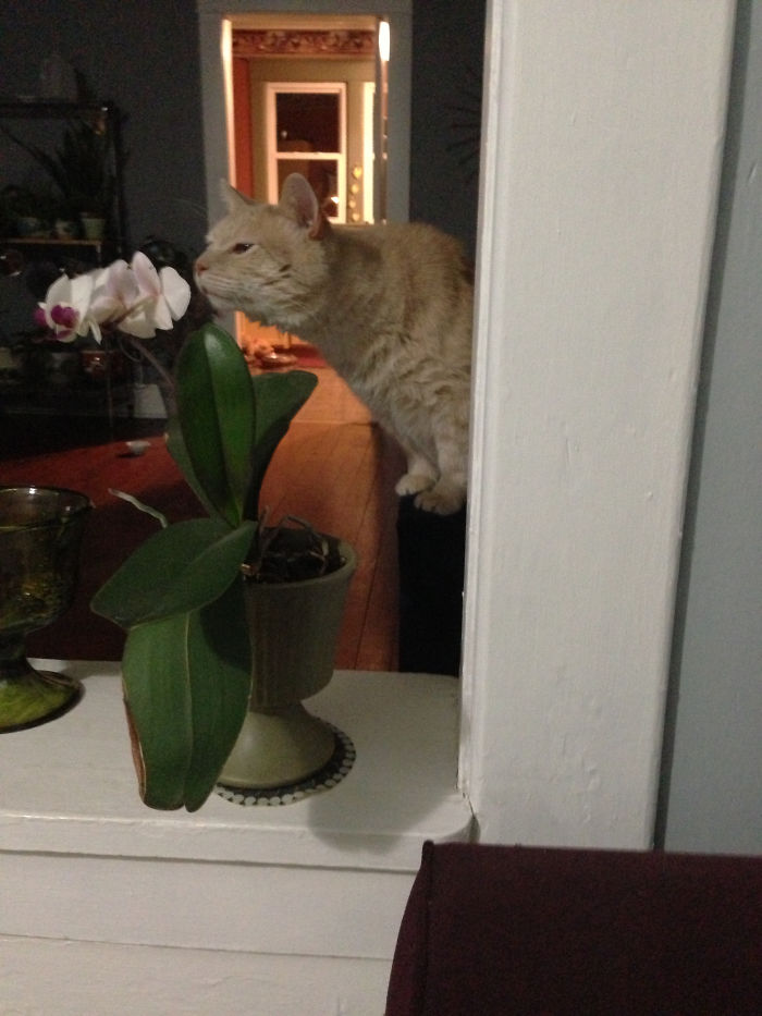 114 Of The Most Famous Cats On The Internet