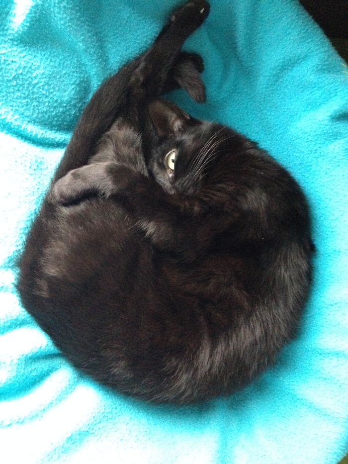 114 Of The Most Famous Cats On The Internet