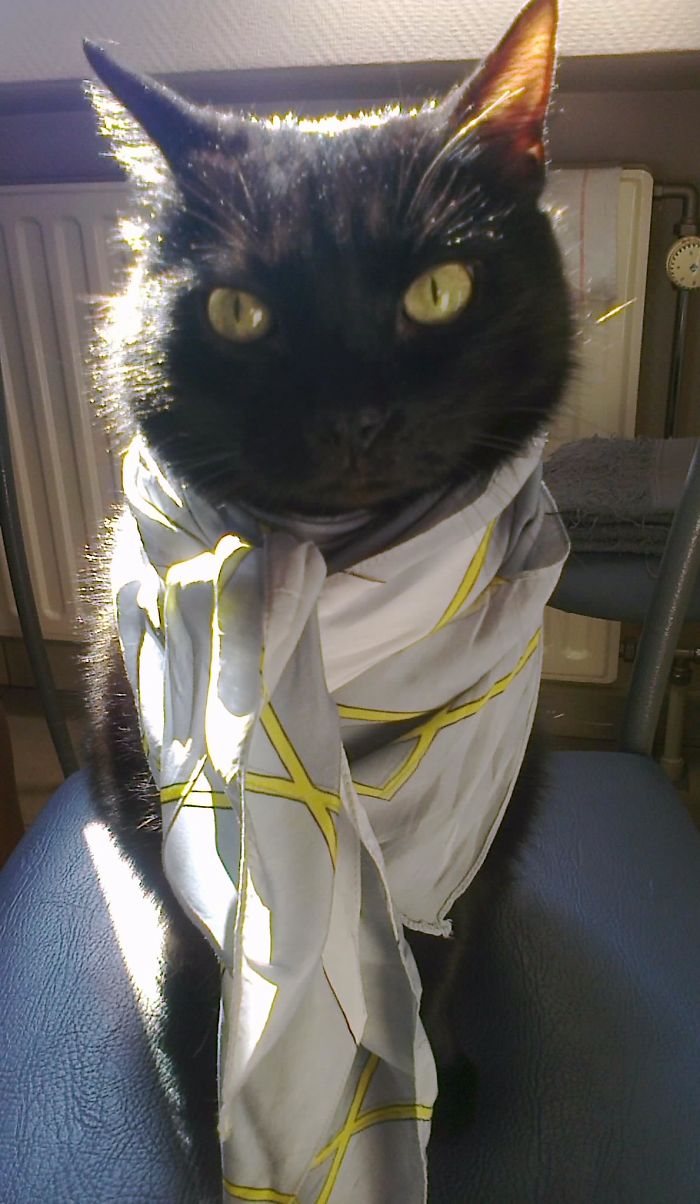 114 Of The Most Famous Cats On The Internet