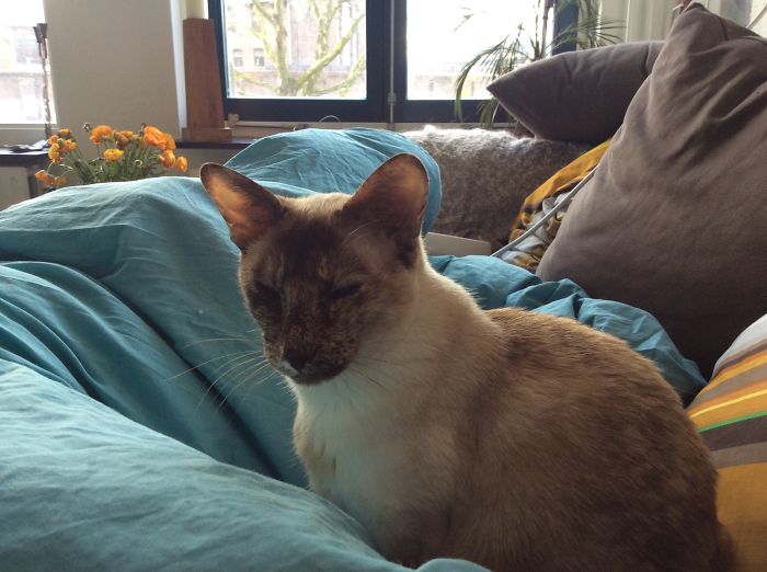 114 Of The Most Famous Cats On The Internet