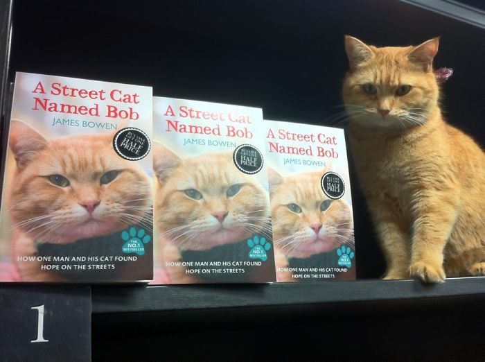 114 Of The Most Famous Cats On The Internet