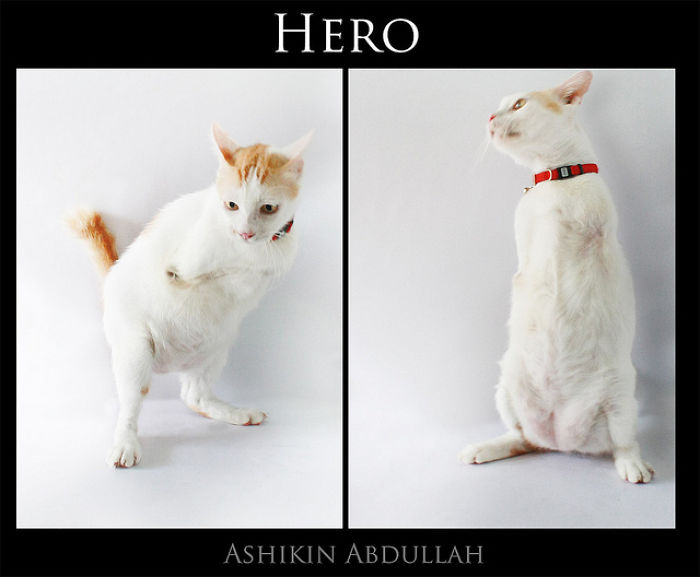 114 Of The Most Famous Cats On The Internet